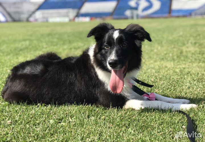 Щенки бордер колли