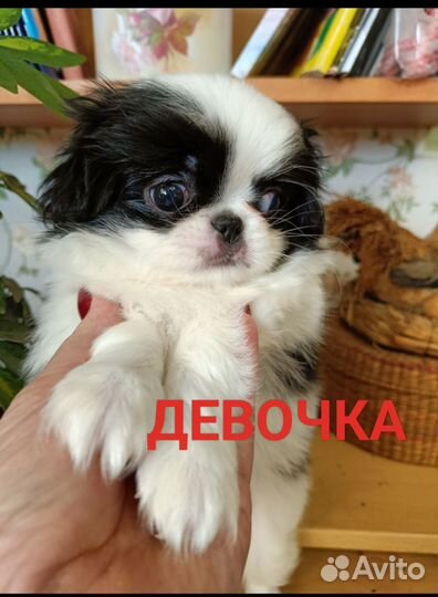 Щенки японский хин