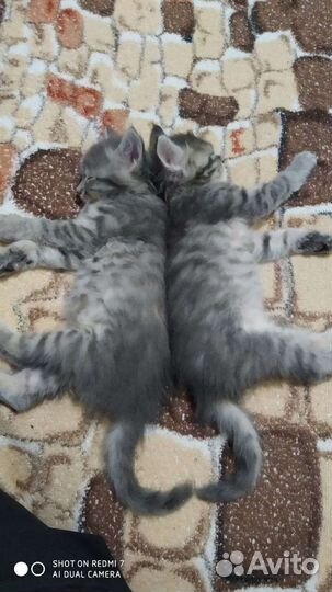 Отдам в дар кошка