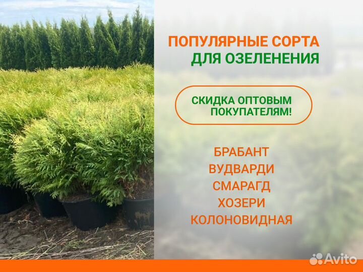 Туя брабант, вудварди, смарагд, хозери