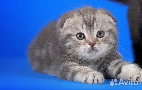 Крупный котик-вислоушка голубого окраса