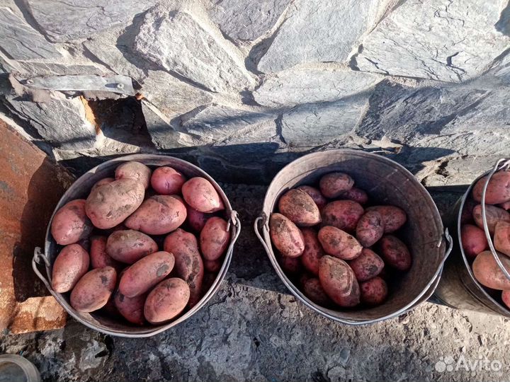 Продам картофель