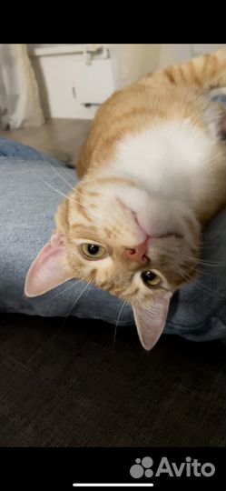 Отдаю в добрые руки