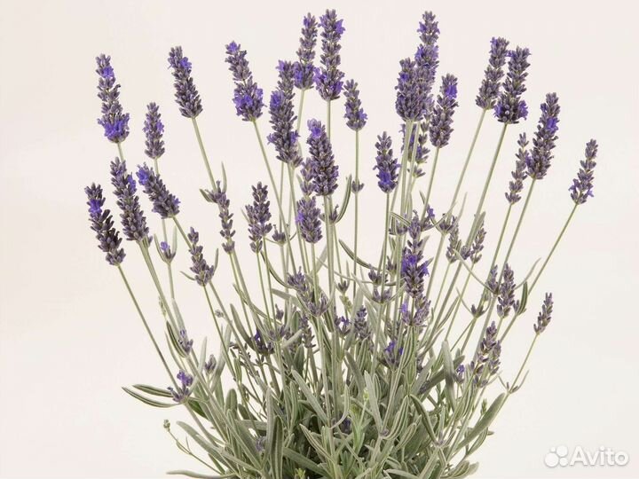 Лаванда узколистная
