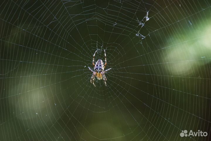 Arsat-Н F4.5 80-200mm (Nikon)
