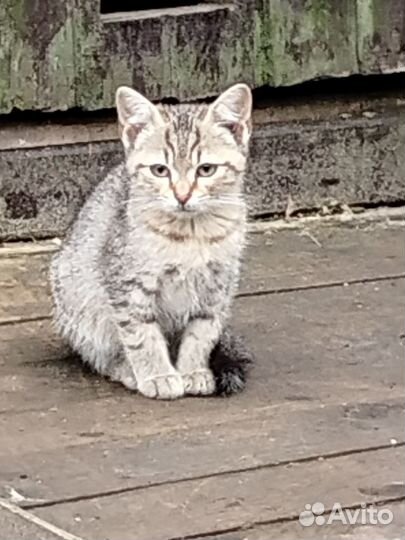 Помогите пристроить котят