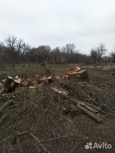 Спил деревьев