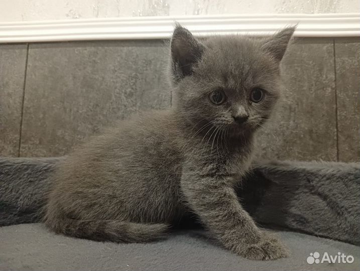 Британская