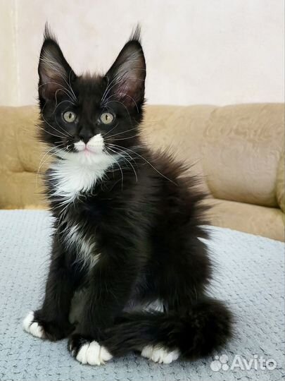 Котята мейн-кун