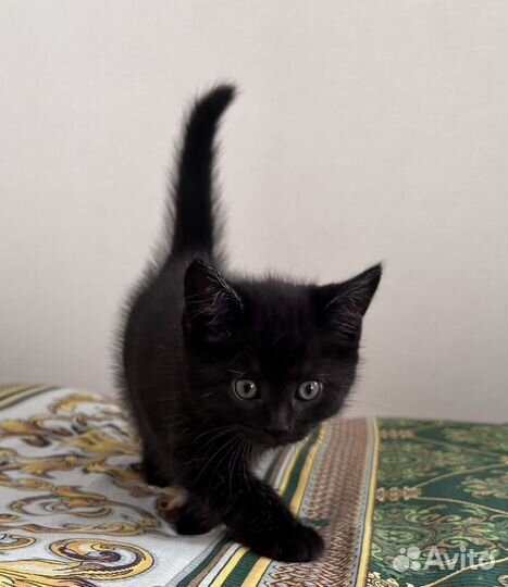Котик в добрые руки