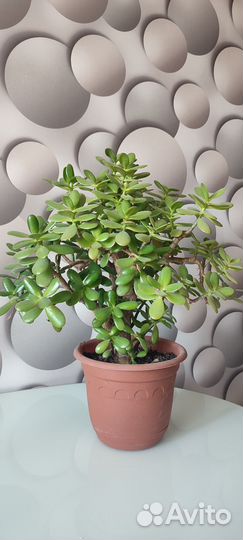 Денежное дерево