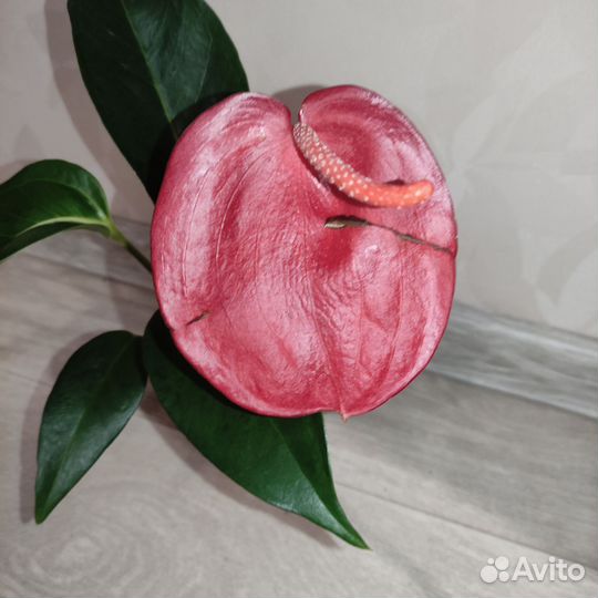 Разные комнатные растения 2