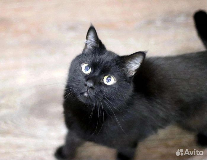 Шурик ищет дом