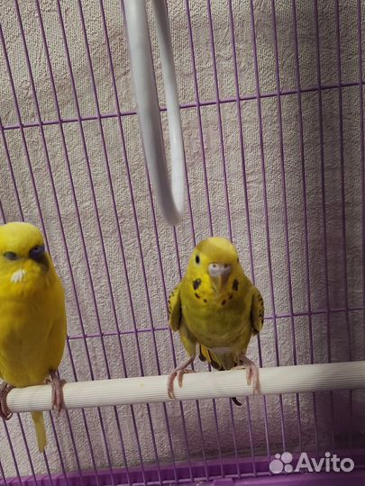 Клетка с волнистыми попугаями