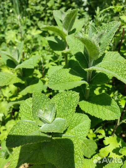 Мята перечная, ментоловая, ананасная, лофант