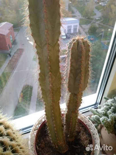 Большой кактус