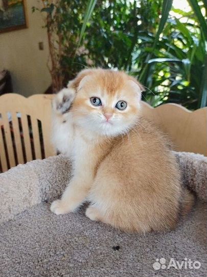 Золотая шиншилла кот