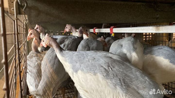 Цесарки,Куры,Петухи,Подсадные Кряквы