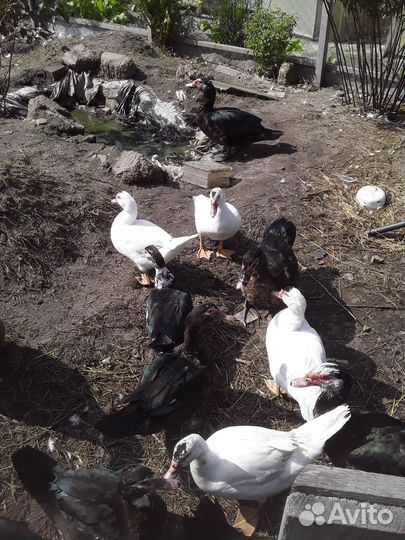 Индоутаки, индоутки