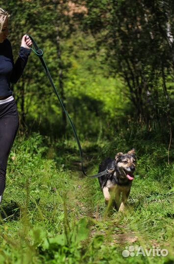 Некрупная собачка вам в компанию