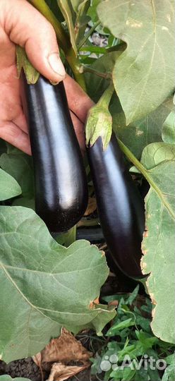 Баклажан оптом