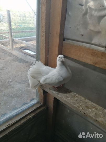 Голуби продажа павлины