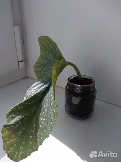 Королевская бегония