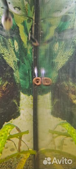 Улитки катушки