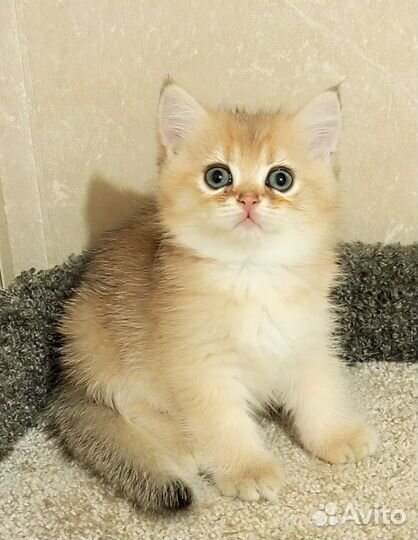 Золотые котики