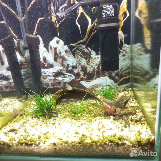 Малавийские цихлиды