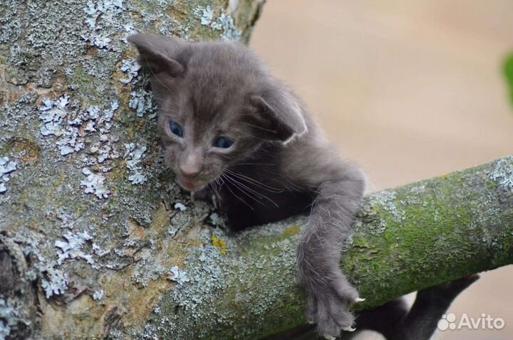 Ориентальные малыши