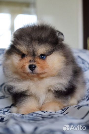 Померанский Шпиц окрас голубой мрамор