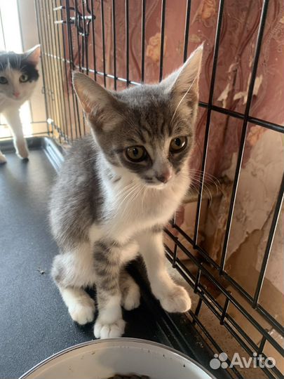 Их маму жестоко убили