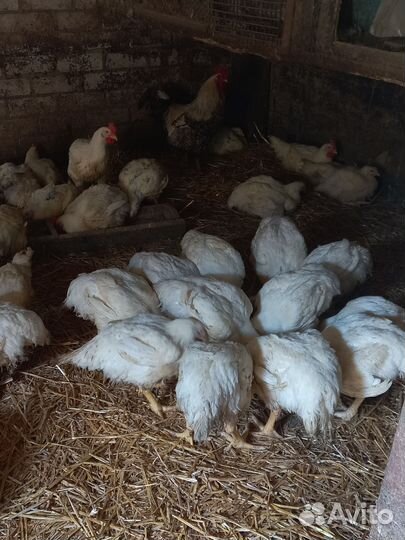 Куры бройлеры