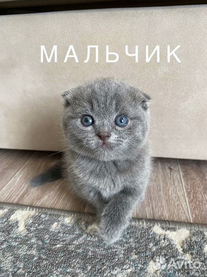 Шотландские котята