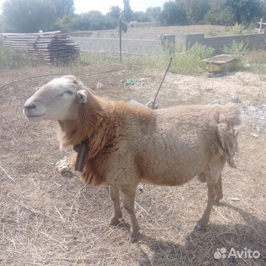 Баран катумский