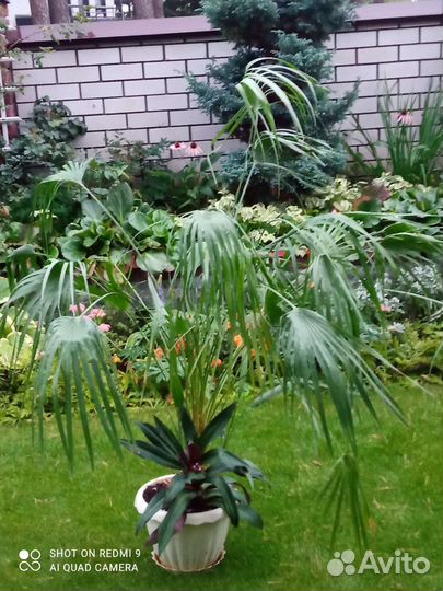 Пальма 10летняя