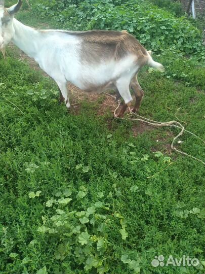 Козы дойной породы