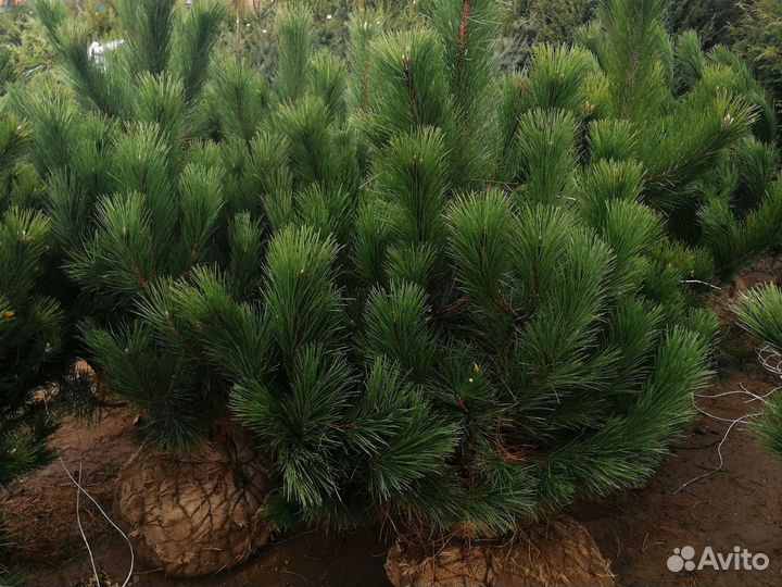 Сосна Пумулио Мугус