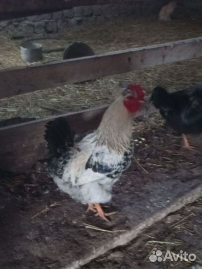 Петухи