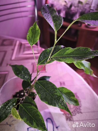 Комнатные Цветы