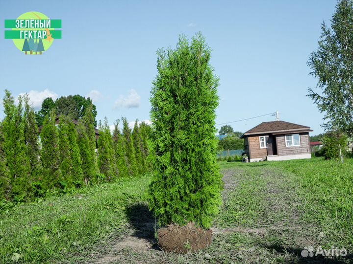 Туи колумна 1,8 м свежая копка 2023