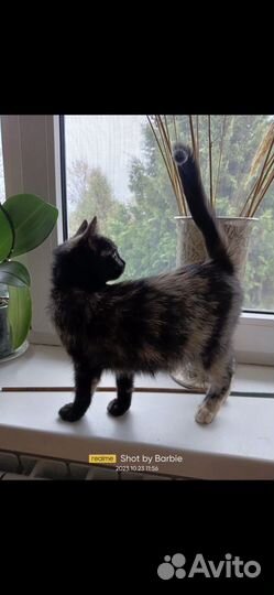 Котята бесплатно