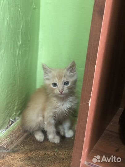 Котики в добрые руки