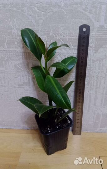 Фикус Эластика