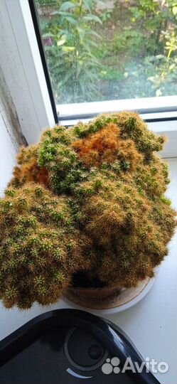 Комнатные цветы