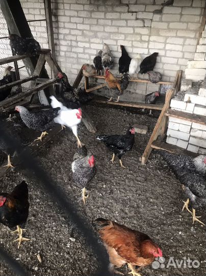 Молодые курочки, петухи и циплята