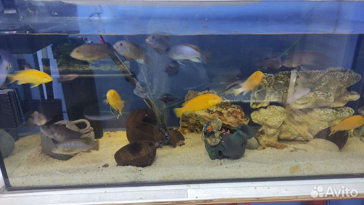 Астронотус, йохани, зебры