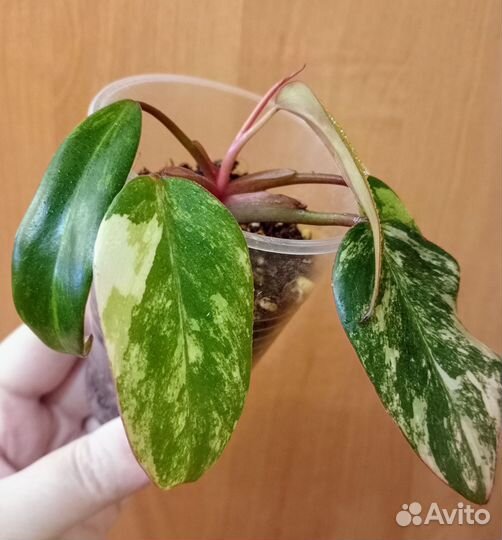 Филодендрон Ред Эмеральд вар