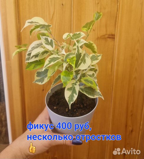 Продам фикусы